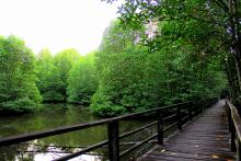 Mangrove Forest 
