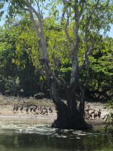 Plumed whistling ducks at Yellow Water, Kakadu National Park