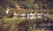 Aves acuáticas en la Sitio Ramsar Reserva de la Biosfera Chamela-Cuixmala