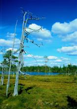A Nice day in the early summer in Kvisleflået