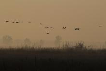 Crane migration at 'Nagy-szék-lápa' marsh