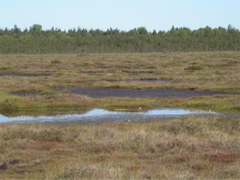 Lihula Bog