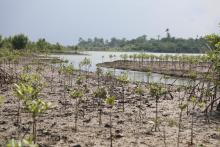 Revegetated mangroves showing wtater channels