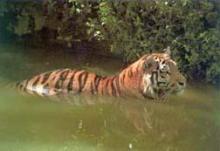 A swimming Bengal Tiger (Panthera tigris) is crossing a tidal creek in Bangladesh Sundarbans
