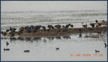 Eurasian coot (Fulica atra) in Kopra in Kopra Jalashay