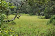 Image of the swamp in the Longwood Shola Reserve Forest