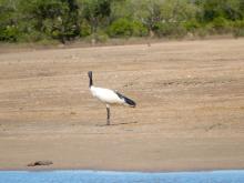 Threskiornis bernieri