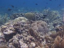 Marine life surrounding Klein Curacao