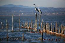 L’Albufera. Sistema de pesca tradicional (redolín)