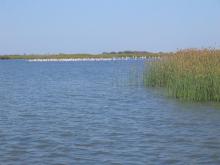 lac Bedo