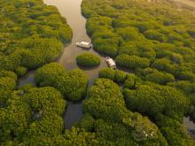 Mangrove forests in Farasan Islands Biosphere Reserve

Seagrass meadows along the coastal waters of Farasan Islands