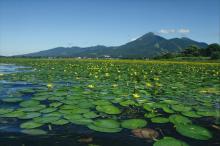 Fringed Water-lily on the northern side of Lake Inawashiro