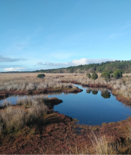 Elephant River saltmarsh (photo by Shelly Graham)