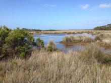 Western Port Ramsar Site, saltmarsh community, Bittern