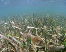 Corner Inlet seagrass