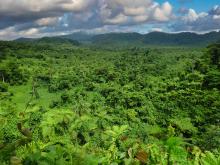 Vaipu Swamp Forests Conservation Area
