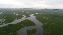 Aerial view of the contiguous Del Carmen Mangrove Forest