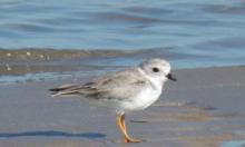 Chorlito melodico (Charadrius melodus)