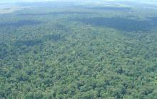 El Refugio de Vida Silvestre Caño Negro fue el primer sitio designado como Humedal de Importancia Internacional (junto con Palo Verde) en Costa Rica, el 27 de diciembre de 1991. Esta reserva mixta está compuesta por varios lagos y lagunas permanentes y temporales, humedales boscosos y zonas inundadas. Su área de 9.969 ha es apenas una fracción de un sistema mayor de humedales con similares características.  
