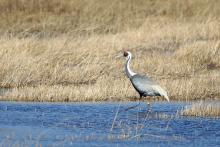 White-naped Crane