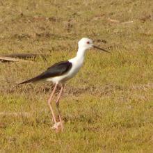 Himantopus himantopus