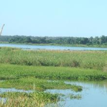 Photo montrant la présence d'Eichhornia crassipes sur les bords