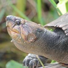 Erymnochelys madagascariensis