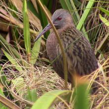 Rallus madagascariensis