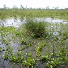 Raised bogs are located in the centre of tyhe mire massif.