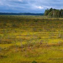 The raised bog