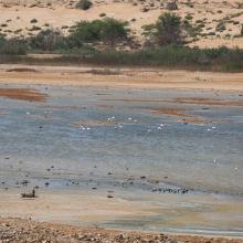 Oued As-Saqia Al Hamra à l'amont du barrage dunaire _flamants et sarcelles marbrées