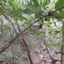 Presencia de la especie de Liguus virgineus, en la parte terrestre de la Laguna Saladilla.