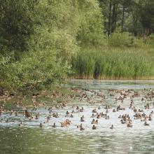 July in Ismaning: Large numbers of moulting
waterbirds, here mainly gadwall and red-
crested pochard.
