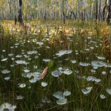 Swamp Webs, Myall Lakes NP