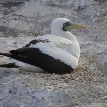 Masked Booby Sula dactylatra on Sombrero Island - note the date the photo was taken is unknown, not as given