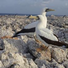 Pair of Masked Boobys Sula dactylatra chick on Sombrero Island - note the date the photo was taken is unknown, not as given