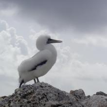 Masked Booby Sula dactylatra chick on Sombrero Island - note the date the photo was taken is unknown, not as given