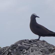 Brown Noddy Anous stolidus on Sombrero Island - note the date the photo was taken is unknown, not as given