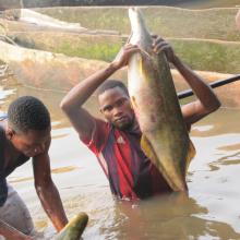 Pêche « Lufuma » pour la prise de Mormyrops deliciosus sur le fleuve Congo à Likenze (Loukolela)