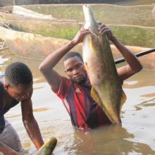 Pêche « Lufuma » pour la prise de Mormyrops deliciosus sur le fleuve Congo à Likenze (Loukolela) Pêche « Lufuma » pour la prise de Mormyrops deliciosus sur le fleuve Congo à Likenze (Loukolela)