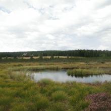 peatland on Izera River