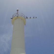 Seabirds on telecommunications mast, Sombrero Island - note the date the photo was taken is unknown, not as given