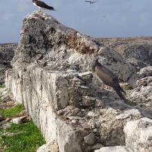 Brown Booby Sula leucogaster on Sombrero Island - note the date the photo was taken is unknown, not as given