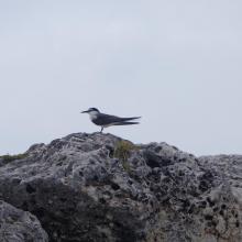 Bridled Tern Sterna anaethetus,  Sombrero Island - note the date the photo was taken is unknown, not as given
