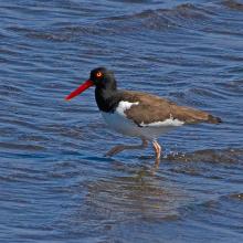 “Pilpilén”, Haematopus palliatus, presente en playas marinas, estuarios y ambientes intermareales del Area Monkul.