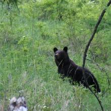  Ursus arctos