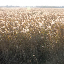 Phragmites australis Phragmites australis