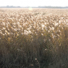 Phragmites australis