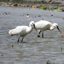Platalea leucorodia Platalea leucorodia