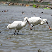 Platalea leucorodia